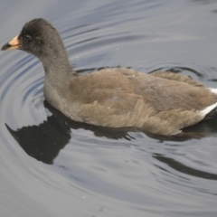 Gallinula tenebrosa (Dusky Moorhen) at Belconnen, ACT - 6 Jan 2021 by AlisonMilton