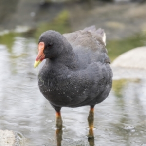 Gallinula tenebrosa at Belconnen, ACT - 7 Jan 2021