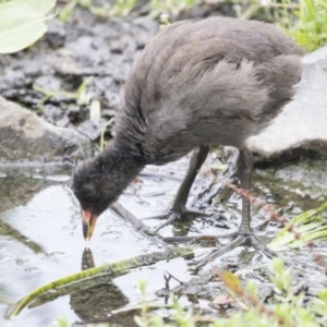 Gallinula tenebrosa at Belconnen, ACT - 7 Jan 2021