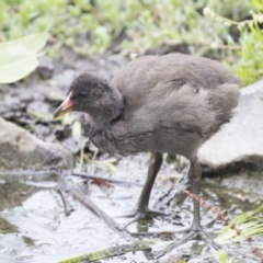 Gallinula tenebrosa at Belconnen, ACT - 7 Jan 2021