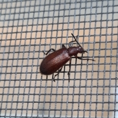 Lagriini sp. (tribe) (Unidentified lagriine darkling beetle) at Molonglo Valley, ACT - 16 Jan 2021 by AaronClausen