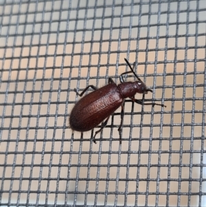 Lagriini sp. (tribe) at Molonglo Valley, ACT - 16 Jan 2021 07:20 PM