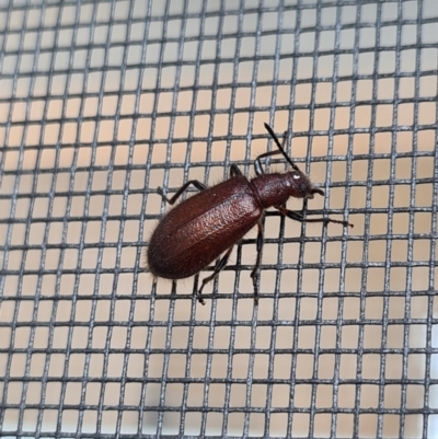 Lagriini sp. (tribe) (Unidentified lagriine darkling beetle) at Molonglo Valley, ACT - 16 Jan 2021 by AaronClausen