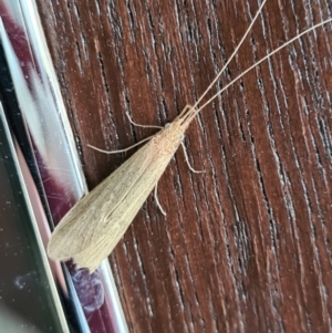 Leptoceridae sp. (family) at Molonglo Valley, ACT - 14 Jan 2021