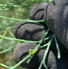 Zenarge turneri (Cypress pine sawfly) at Murrumbateman, NSW - 16 Jan 2021 by SimoneC