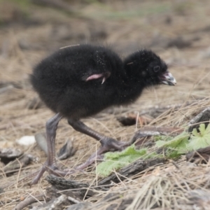 Porphyrio melanotus at Belconnen, ACT - 7 Jan 2021