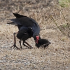 Porphyrio melanotus at Belconnen, ACT - 7 Jan 2021