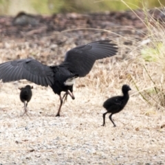 Porphyrio melanotus at Belconnen, ACT - 7 Jan 2021