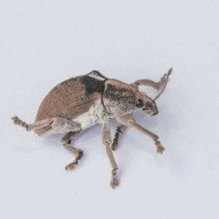 Gonipterus sp. (genus) (Eucalyptus Weevil) at Hawker, ACT - 7 Jan 2021 by AlisonMilton