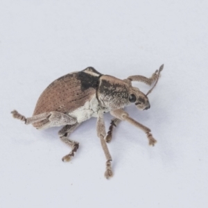 Gonipterus sp. (genus) at Hawker, ACT - 7 Jan 2021