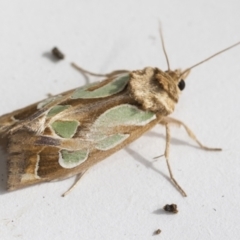 Cosmodes elegans (Green Blotched Moth) at Higgins, ACT - 4 Jan 2021 by AlisonMilton