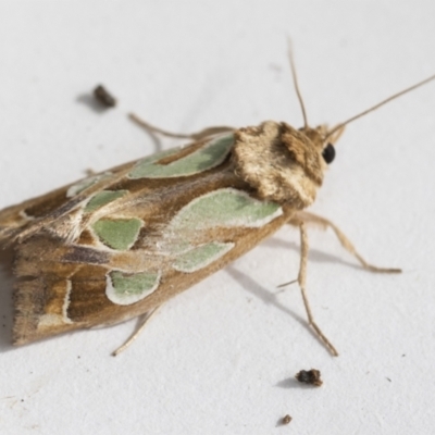 Cosmodes elegans (Green Blotched Moth) at Higgins, ACT - 4 Jan 2021 by AlisonMilton