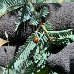 Rhyparida sp. (genus) (Leaf beetle) at Murrumbateman, NSW - 16 Jan 2021 by SimoneC