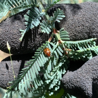 Rhyparida sp. (genus) (Leaf beetle) at Murrumbateman, NSW - 16 Jan 2021 by SimoneC