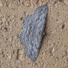 Psilosticha attacta (Looper Moth) at Higgins, ACT - 7 Sep 2020 by AlisonMilton