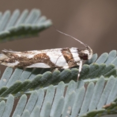 Macrobathra desmotoma ( A Cosmet moth) at The Pinnacle - 6 Jan 2021 by AlisonMilton