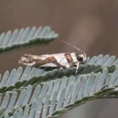 Macrobathra desmotoma at Hawker, ACT - 6 Jan 2021