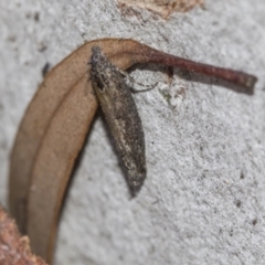 Spilonota-group (A Tortricid moth) at Bruce Ridge to Gossan Hill - 28 Aug 2020 by AlisonMilton