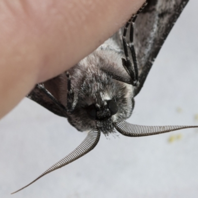 Hypobapta (genus) (A Geometer moth) at Higgins, ACT - 4 Jan 2021 by AlisonMilton