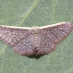 Idaea costaria (White-edged Wave) at Weetangera, ACT - 12 Jan 2021 by AlisonMilton