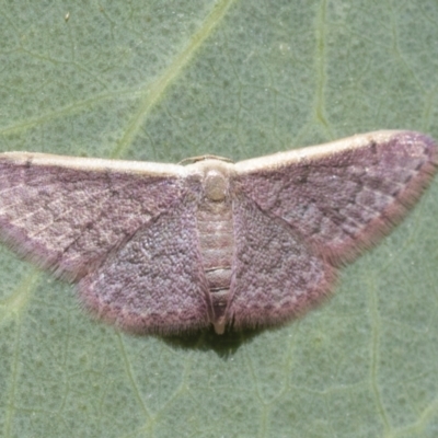 Idaea costaria (White-edged Wave) at Weetangera, ACT - 12 Jan 2021 by AlisonMilton