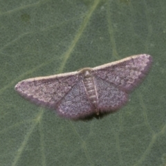 Idaea costaria at Weetangera, ACT - 12 Jan 2021 10:53 AM