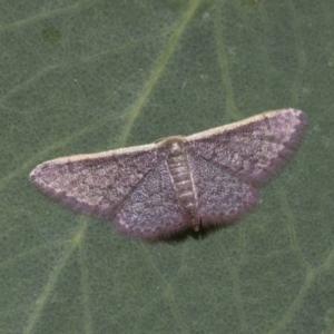 Idaea costaria at Weetangera, ACT - 12 Jan 2021 10:53 AM