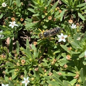 Bembix sp. (genus) at Murrumbateman, NSW - 16 Jan 2021