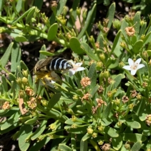 Bembix sp. (genus) at Murrumbateman, NSW - 16 Jan 2021