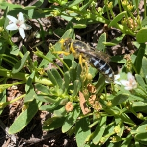 Bembix sp. (genus) at Murrumbateman, NSW - 16 Jan 2021