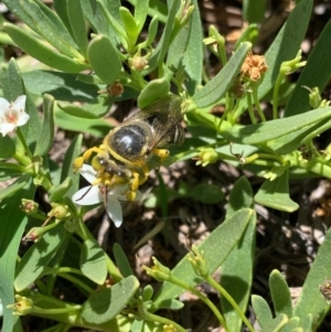 Bembix sp. (genus) at Murrumbateman, NSW - 16 Jan 2021