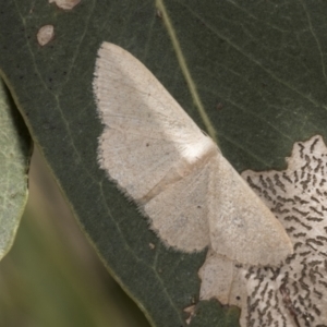 Scopula (genus) at Weetangera, ACT - 12 Jan 2021