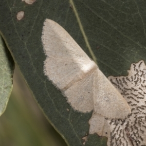 Scopula (genus) at Weetangera, ACT - 12 Jan 2021 11:42 AM