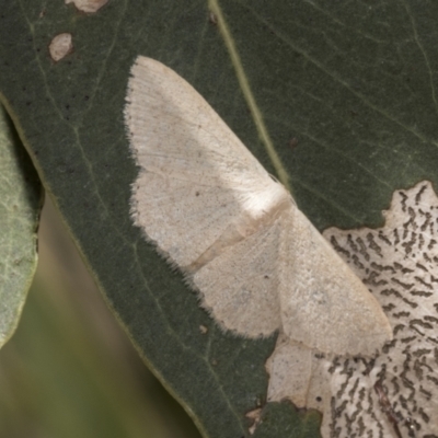 Scopula (genus) (A wave moth (Sterrhinae)) at Weetangera, ACT - 12 Jan 2021 by AlisonMilton