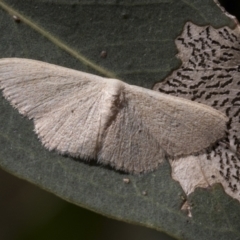 Scopula (genus) at Weetangera, ACT - 12 Jan 2021