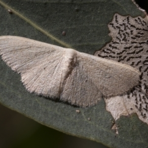 Scopula (genus) at Weetangera, ACT - 12 Jan 2021 11:42 AM