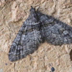 Phrissogonus laticostata at Higgins, ACT - 7 Sep 2020