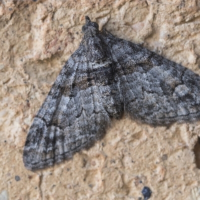 Phrissogonus laticostata (Apple looper moth) at Higgins, ACT - 6 Sep 2020 by AlisonMilton