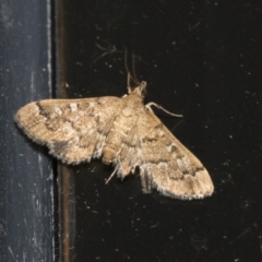 Nacoleia rhoeoalis (A Crambid moth (Spilomelinae) at Higgins, ACT - 3 Jan 2021 by AlisonMilton
