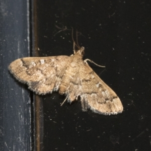 Nacoleia rhoeoalis at Higgins, ACT - 3 Jan 2021 09:12 PM