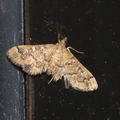 Nacoleia rhoeoalis (A Crambid moth (Spilomelinae) at Higgins, ACT - 3 Jan 2021 by AlisonMilton