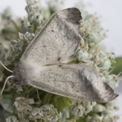 Arhodia lasiocamparia (Pink Arhodia) at Higgins, ACT - 4 Jan 2021 by AlisonMilton