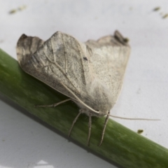 Arhodia lasiocamparia at Higgins, ACT - 4 Jan 2021 04:13 PM