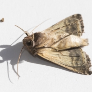 Chrysodeixis eriosoma at Higgins, ACT - 4 Jan 2021 04:49 PM