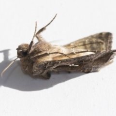 Chrysodeixis eriosoma at Higgins, ACT - 4 Jan 2021 04:49 PM