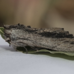 Destolmia lineata (Streaked Notodontid Moth) at Higgins, ACT - 7 Jan 2021 by AlisonMilton