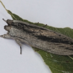 Destolmia lineata at Higgins, ACT - 7 Jan 2021 12:21 PM