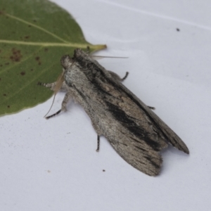 Destolmia lineata at Higgins, ACT - 7 Jan 2021 12:21 PM