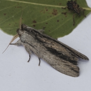 Destolmia lineata at Higgins, ACT - 7 Jan 2021 12:21 PM