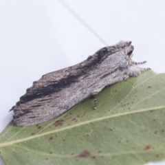 Destolmia lineata at Higgins, ACT - 7 Jan 2021 12:21 PM